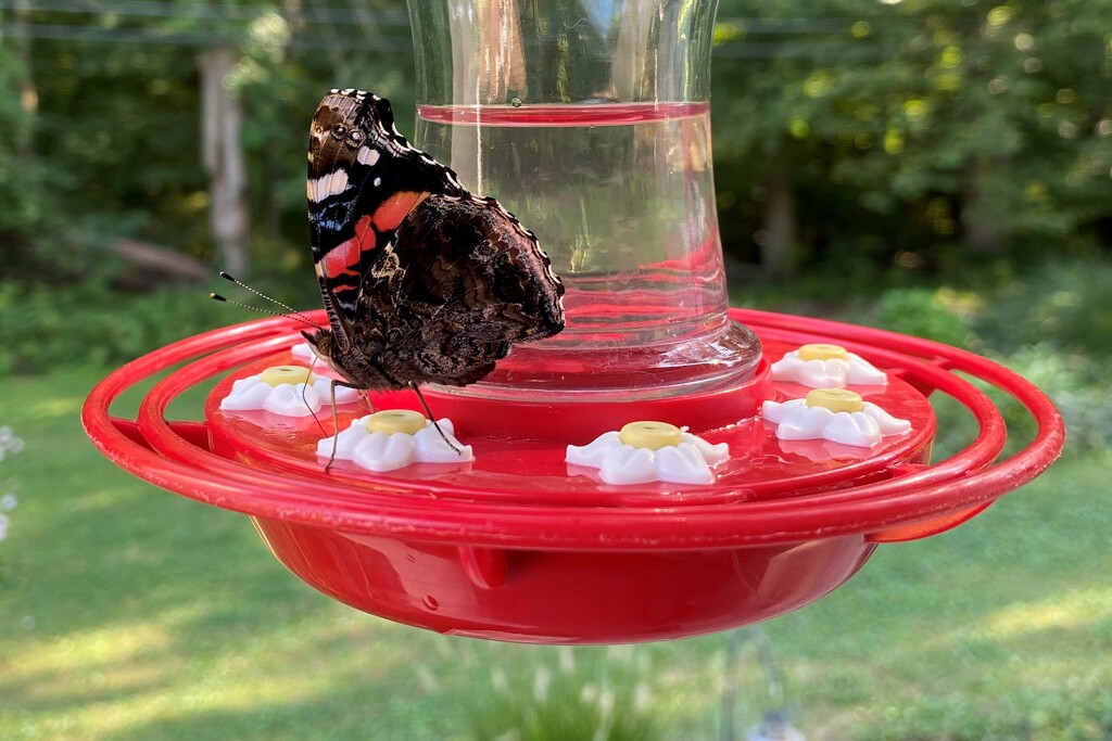 A new visitor to my hummingbird feeder by tunia