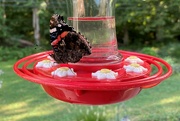 7th Sep 2021 - A new visitor to my hummingbird feeder