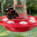 A new visitor to my hummingbird feeder by tunia
