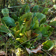 4th Sep 2021 - Pitcher Plant