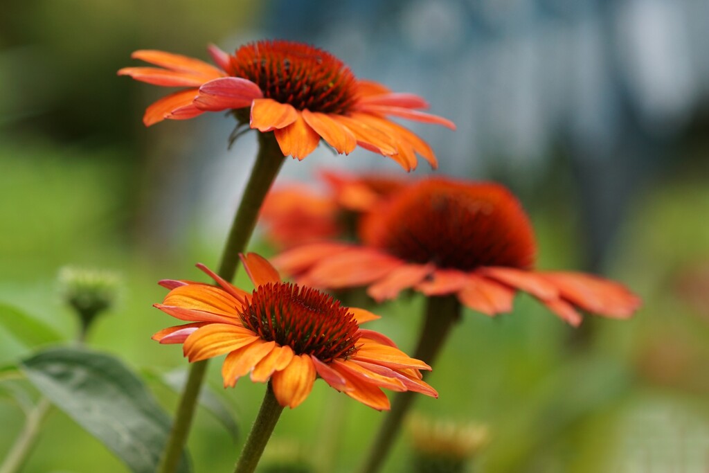 more coneflowers by amyk