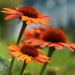 more coneflowers by amyk