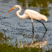 Egret on the Side of the Road! by rickster549