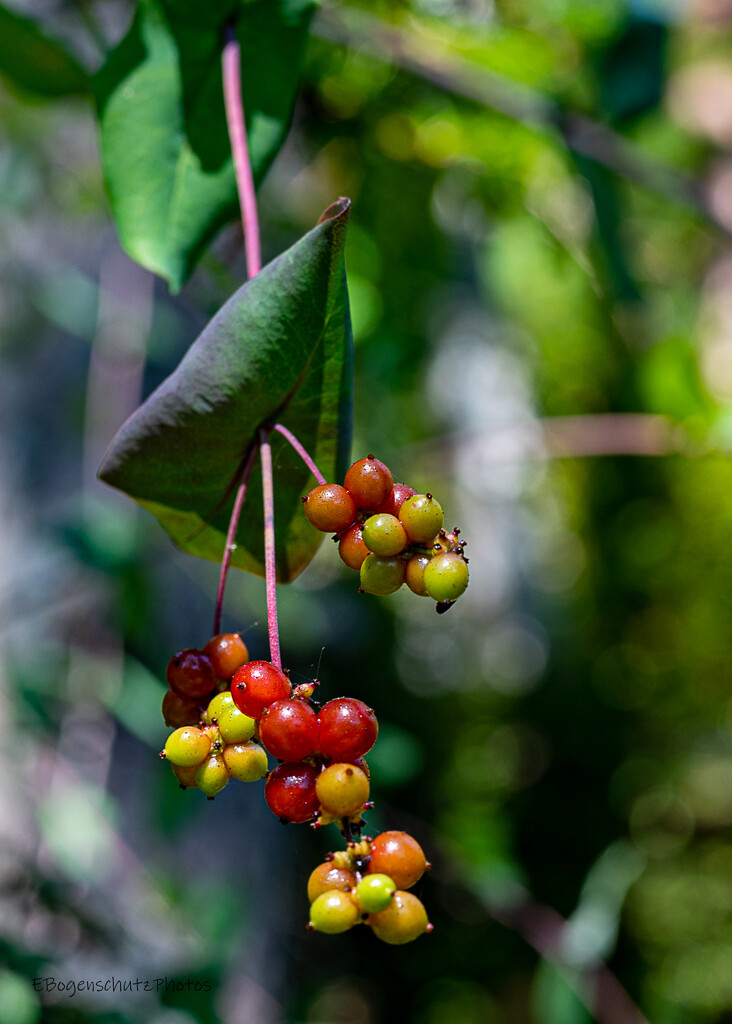 Berries in the woods by theredcamera