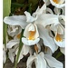 Chinese Ground Orchid by sandradavies