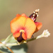In bloom by flyrobin