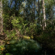 7th Sep 2021 - Rainforest pond