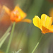 Last of the California Poppies by phil_sandford