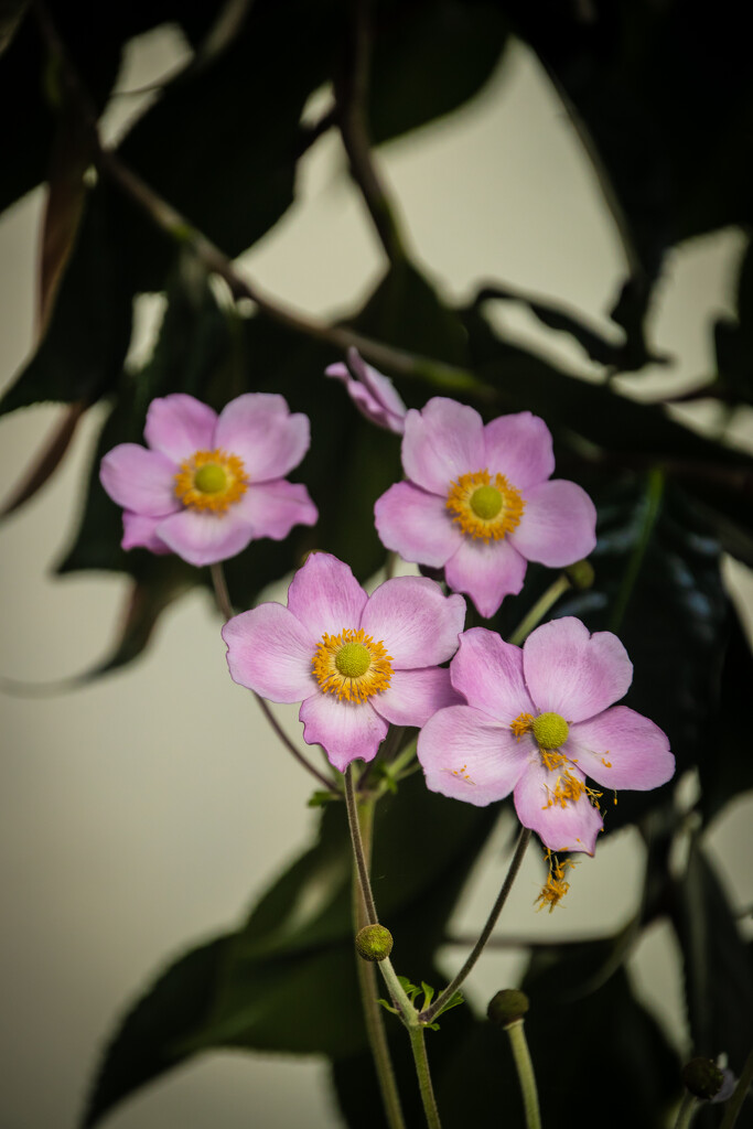 Covid isolation flowers #6 by swillinbillyflynn