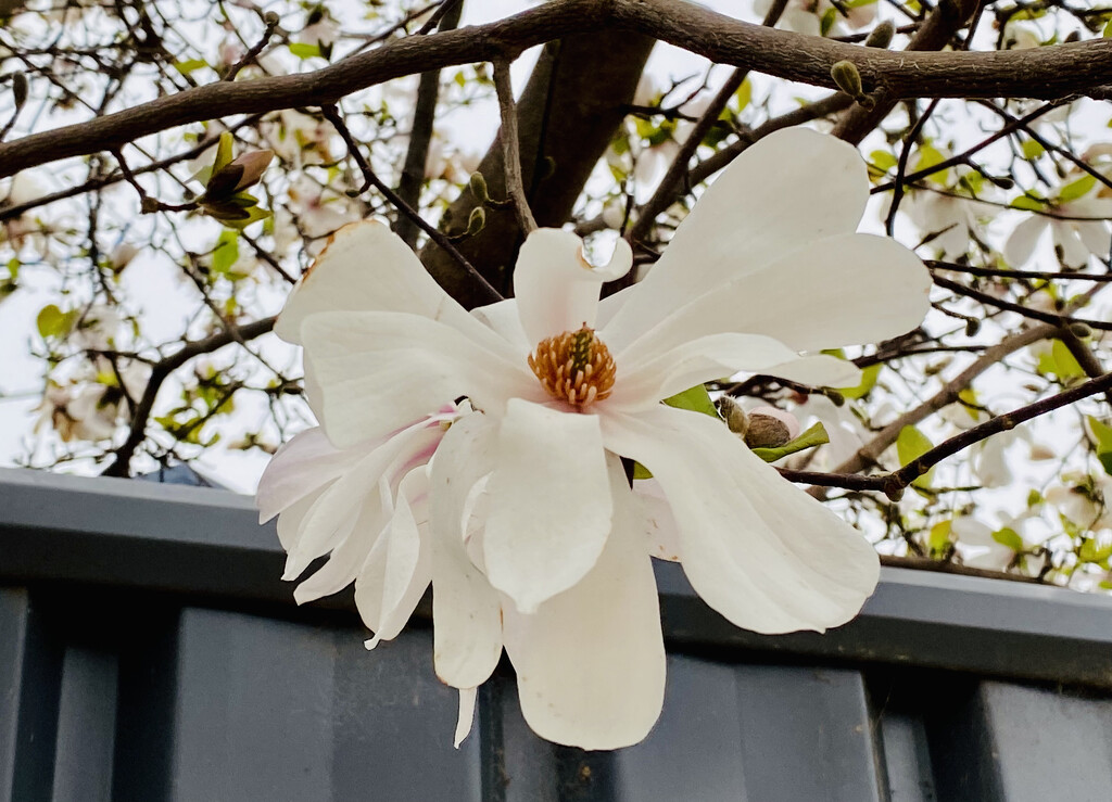 White magnolia  by nicolecampbell