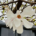 White magnolia  by nicolecampbell