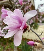 8th Sep 2021 - Pink magnolia 