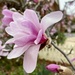 Pink magnolia  by nicolecampbell