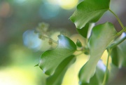 8th Sep 2021 - Ivy and Bokeh........