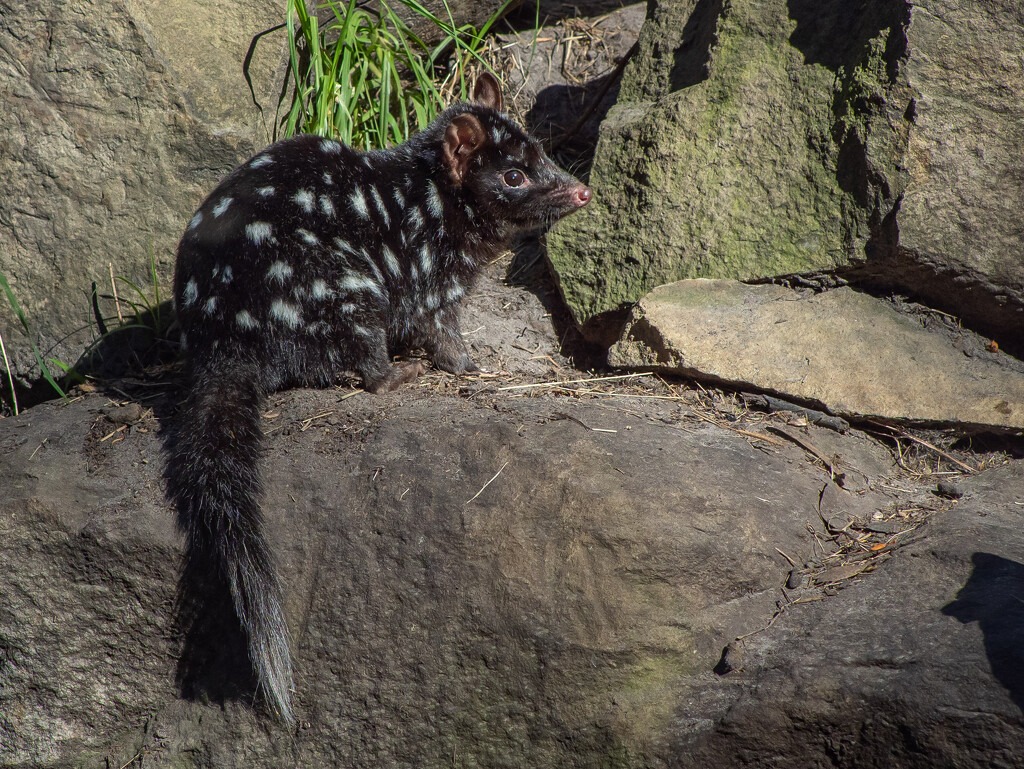 Eastern quoll by gosia