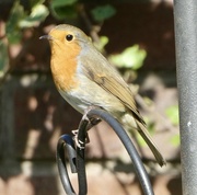8th Sep 2021 - My friendly garden robin