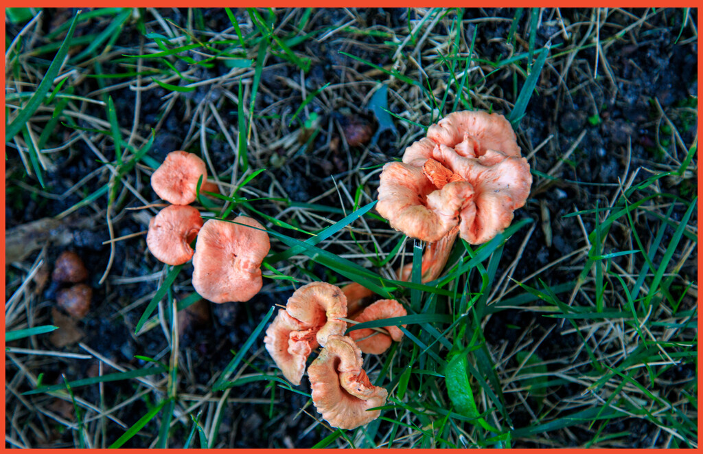 Mushroom Family by hjbenson