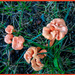 Mushroom Family by hjbenson