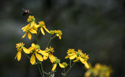 8th Sep 2021 - Yellow wildflowers