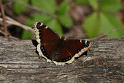 8th Sep 2021 - Mourning Cloak