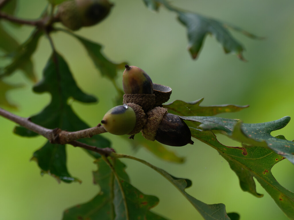 acorns by rminer