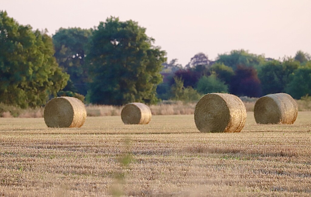 Hay Bales by carole_sandford