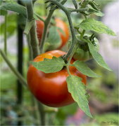 8th Sep 2021 - Fresh Tomatoes