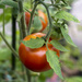 Fresh Tomatoes by pcoulson