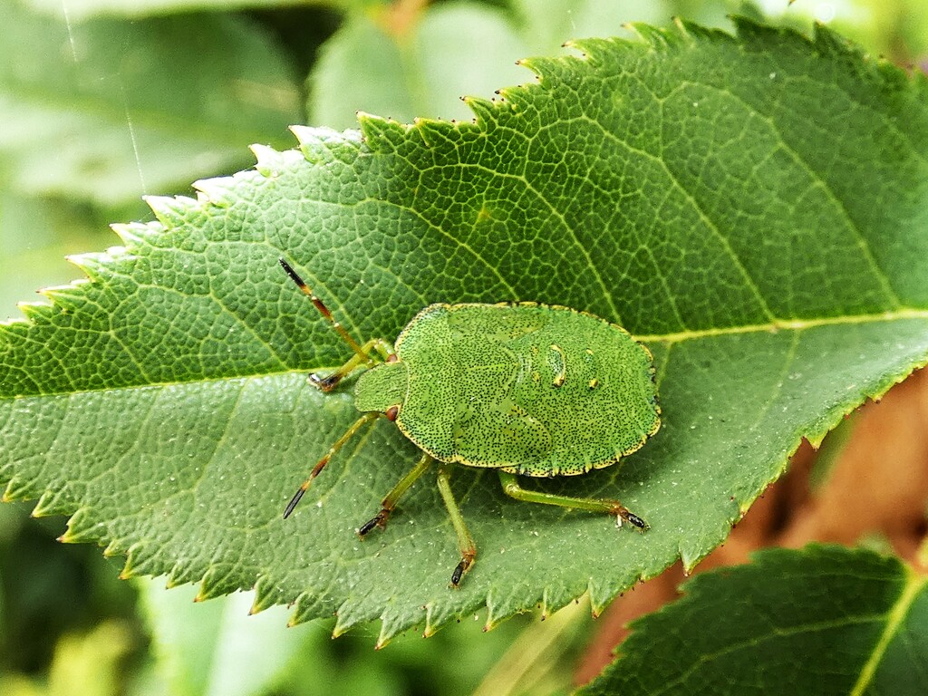 Green Shield Bug by julienne1