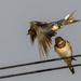 Swallows by shepherdmanswife