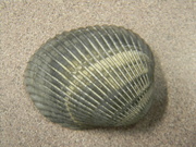 8th Sep 2021 - Seashell from Beach