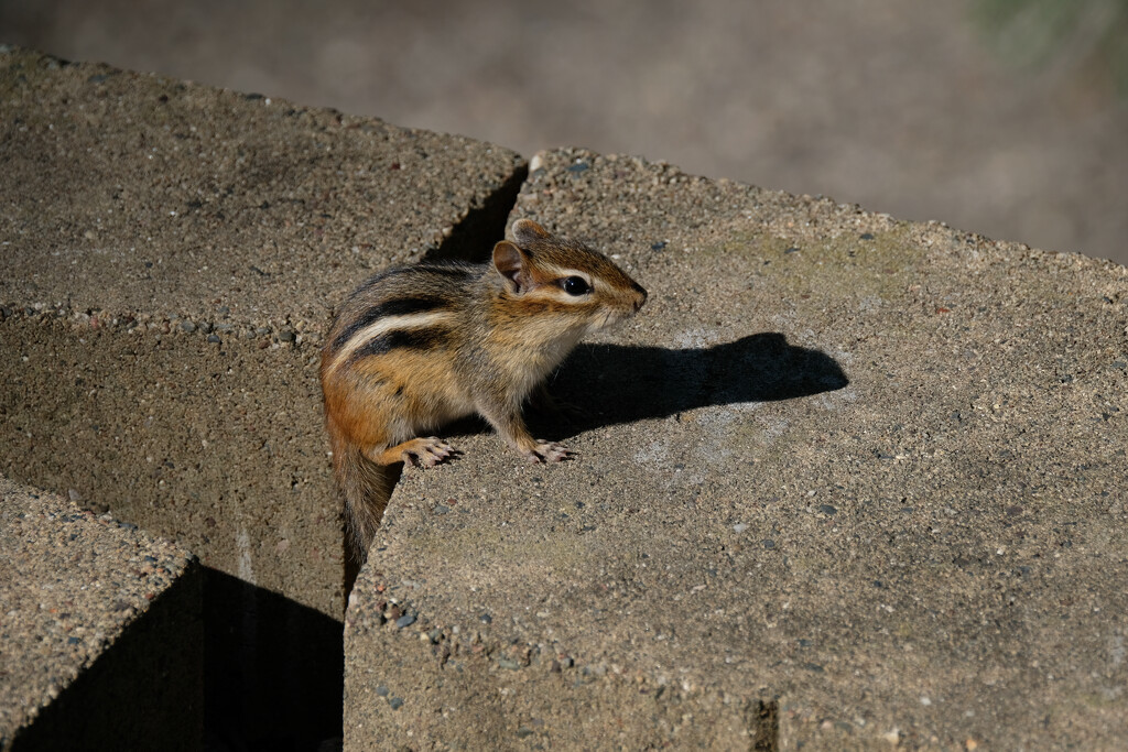 Chipmunk by tosee