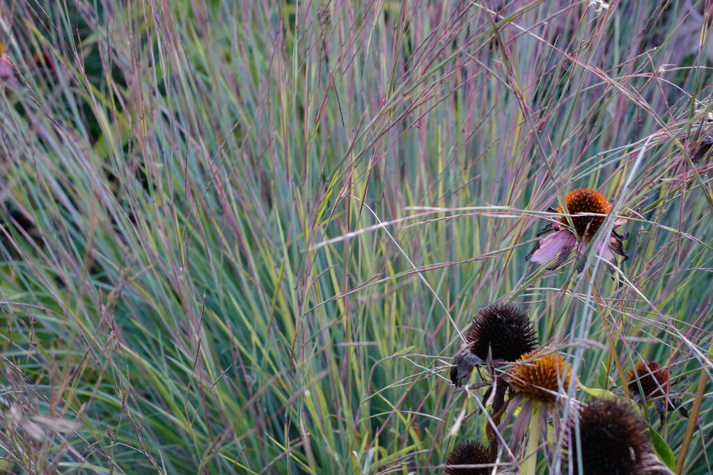 Grasses and Fading Cone Flowers by tosee