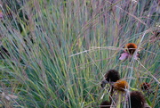 8th Sep 2021 - Grasses and Fading Cone Flowers