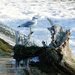 Ring-billed Gull by ljmanning