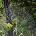 Heavy Dew Showcases Spider's Artistic Talent by genealogygenie