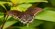 8th Sep 2021 - Palamedes Swallowtail Butterfly!