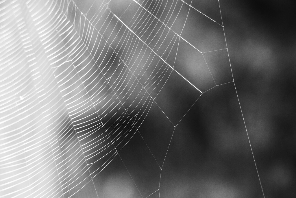 Spider's Web by jamibann