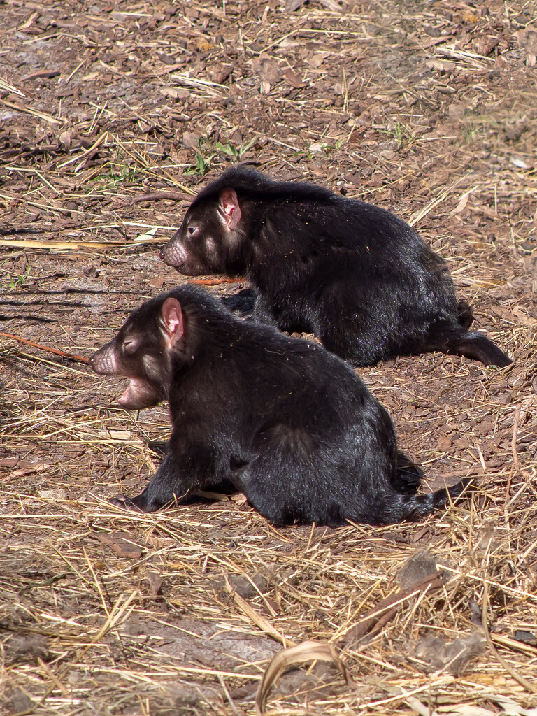 Two young Tasmanian Devils by gosia