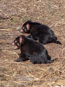 9th Sep 2021 - Two young Tasmanian Devils