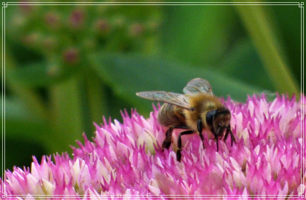 Busy busy bee by beryl