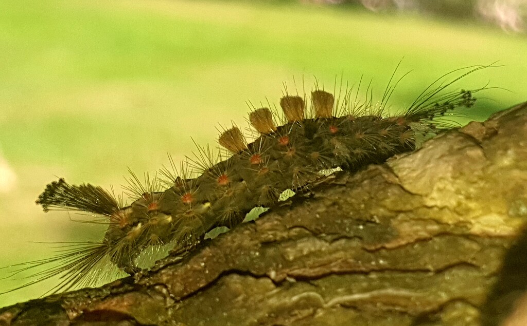 Vapourer Moth caterpillar by julienne1