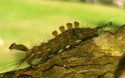 7th Sep 2021 - Vapourer Moth caterpillar
