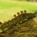 Vapourer Moth caterpillar by julienne1