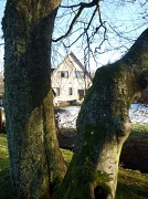 16th Jan 2011 - from the beech tree