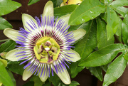 9th Sep 2021 - Passion Flower 