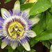 Passion Flower  by 365projectorglisa