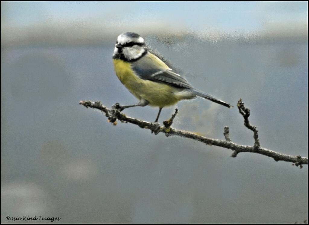 little blue tit by rosiekind