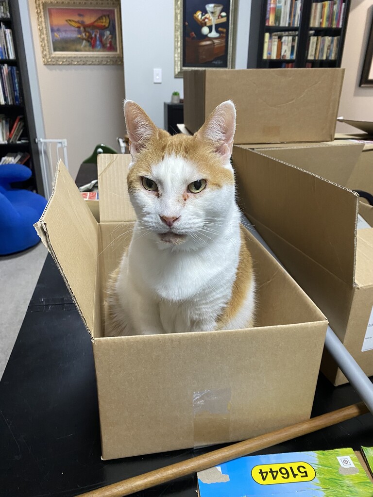 Cat in a Box by galactica