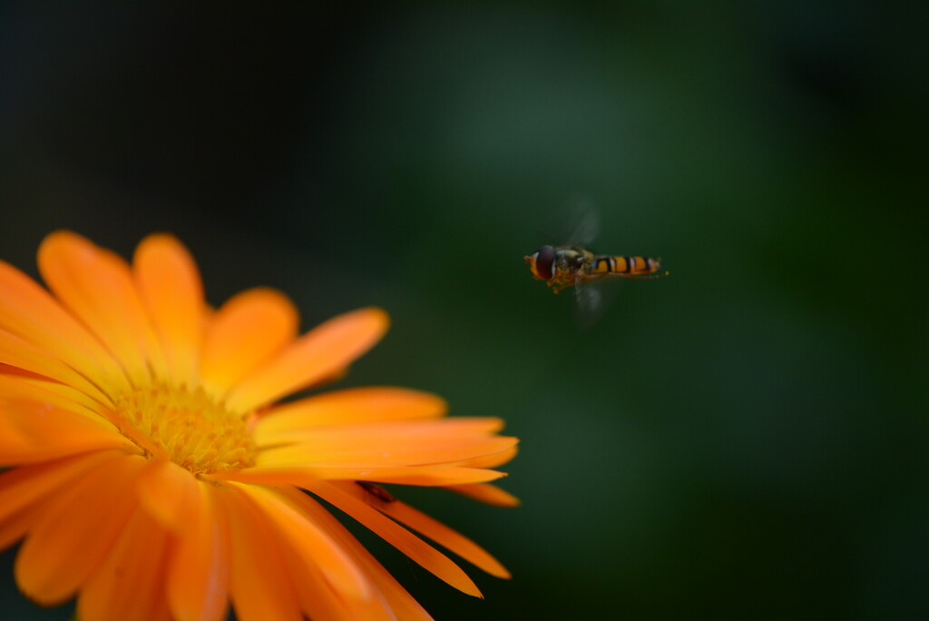 Marigold and hoverfly......... by ziggy77